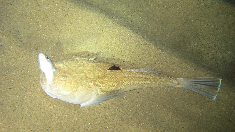 zeh-giglio-08 (15).jpg